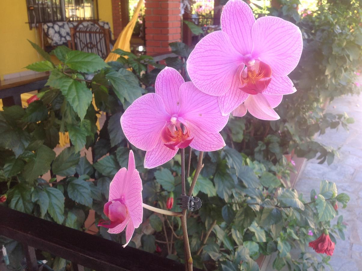 Casa De Los Suenos B&B Coronado Panama Playa Coronado Exteriör bild